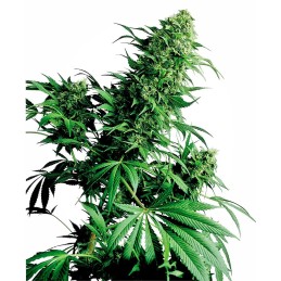 Shiva Shanti 1 10 Reg....