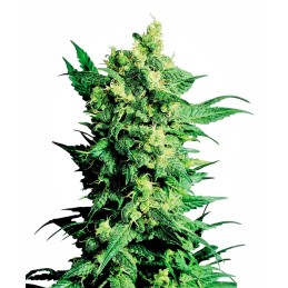 Shiva Shanti 2 10 Reg....
