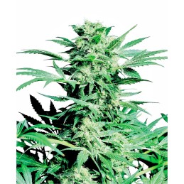 Sensi Skunk 10 Reg. Sensi...