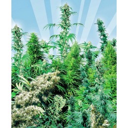 Outdoor Mix 25 Reg. Sensi...