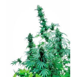 Early Skunk 10 Reg. Sensi...