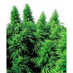 Ruderalis Skunk 10 Reg....