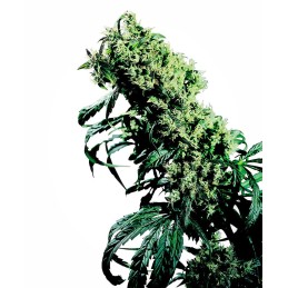 Northern Lights 5 x Haze 10...