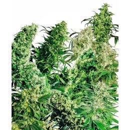 Indoor Mix 25 Reg. Sensi Seeds