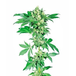 Afghani 1 10 Reg. Sensi Seeds