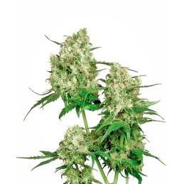 Maple Leaf Indica 10 Reg....