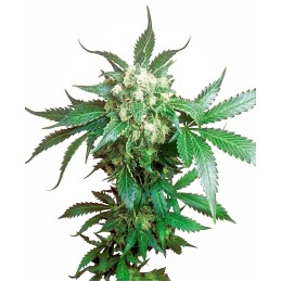 Black Domina 10 Reg. Sensi...