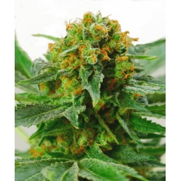 Jack Herer 10 Reg. Sensi Seeds
