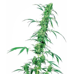 Fruity Juice 10 Reg. Sensi...