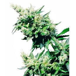 Hash Plant 10 Reg. Sensi Seeds
