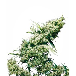 Jamaican Pearl 10 Reg....