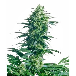 Mother's Finest 10 Reg....