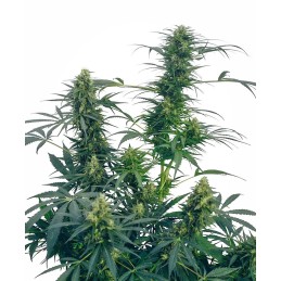 Guerrilla's Gusto 10 Reg....