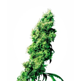 4 Way 10 Reg. Sensi Seeds
