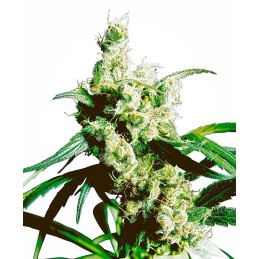 Silver Haze 10 Reg. Sensi...