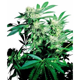 Skunk Kush 10 Reg. Sensi Seeds