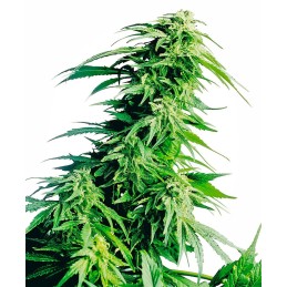 Hindu Kush 10 Reg. Sensi Seeds