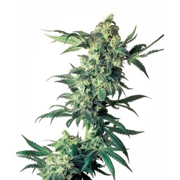 Northern Lights 10 Reg....