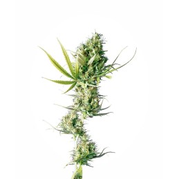 Durban 10 Reg. Sensi Seeds