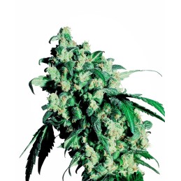 Super Skunk 10 Reg. Sensi...