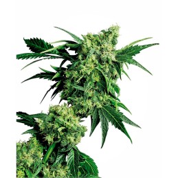 Mr. Nice G13 X Hashplant 10...