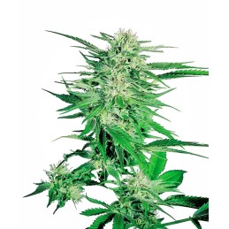 Big Bud 10 Reg. Sensi Seeds