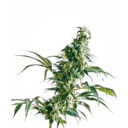 Mexican Sativa 10 Reg....