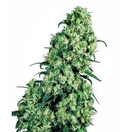 Skunk 1 10 Reg. Sensi Seeds