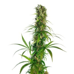 Michka Ltd. 10 Reg. Sensi...