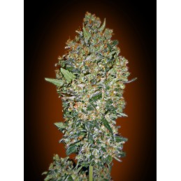Cheese Berry 5unid. 00 Seeds