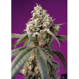Bruce Banner Auto Sweet Seeds