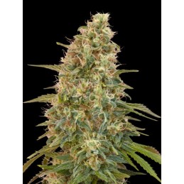 auto zkittlez 3+1 advanced...