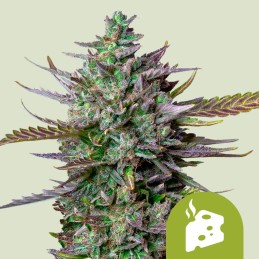 BLUE CHEESE 3 SEM. ROYAL...