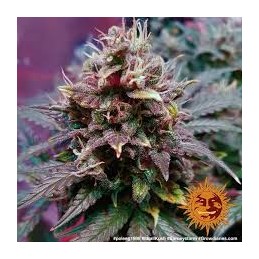 moby dick 3 fem. burneys farm