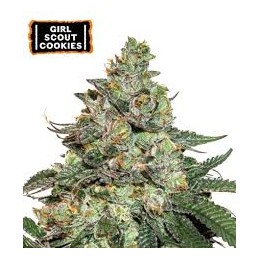 GORILLA COOKIES 3 FEM....