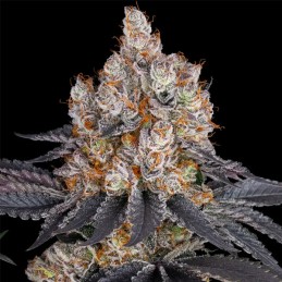 Gelato fem. Barney's Farm