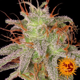 Amnesia Lemon fem Barney´s...