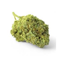 G 13 INDOOR CBD DOCTOR'S WEED
