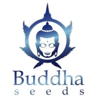 Buddha seeds Auto